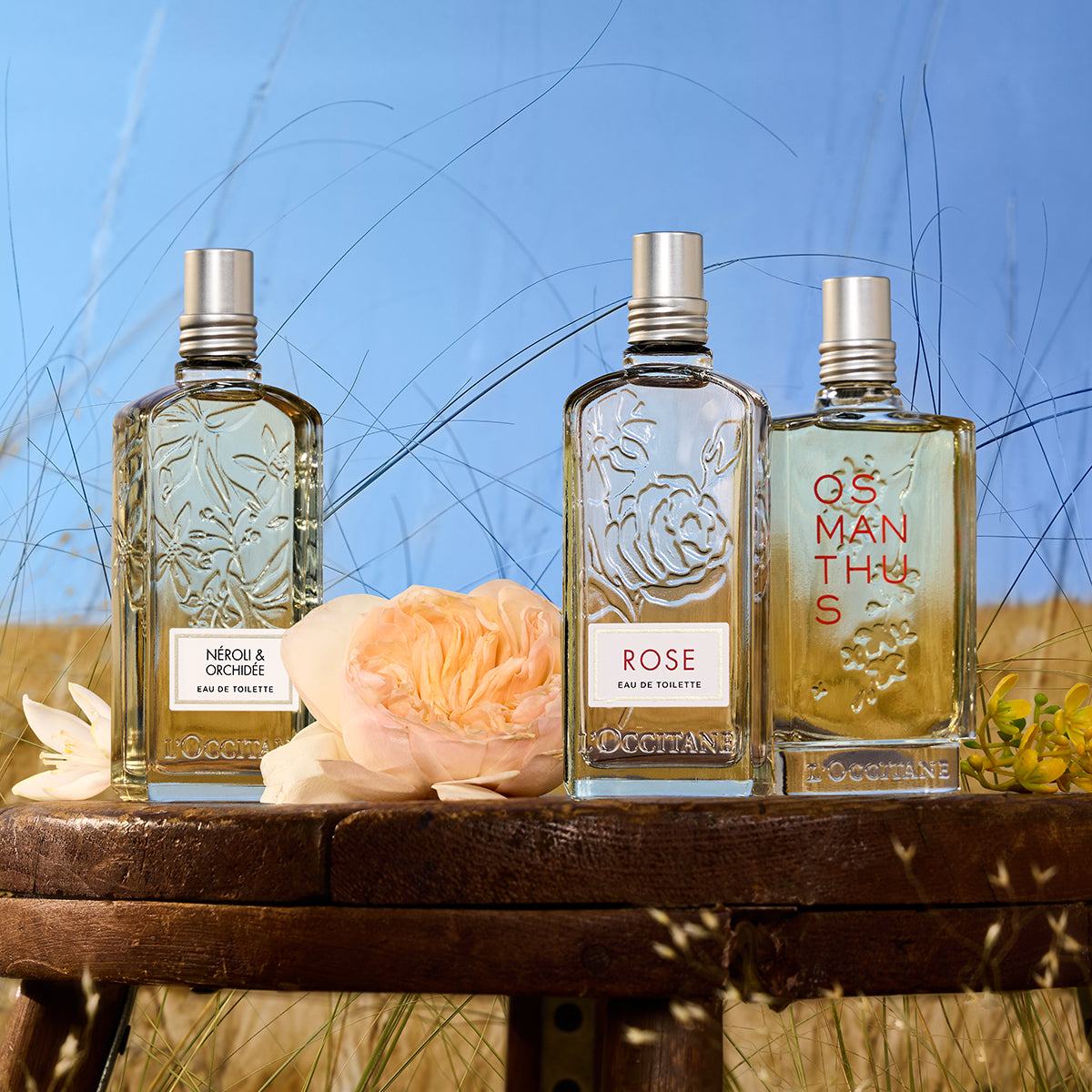 Most Loved Fragrances | L'Occitane South Africa