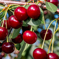 Cherry Featured Ingredient - L'Occitane