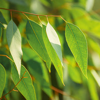 Eucalyptus Featured Ingredient - L'Occitane