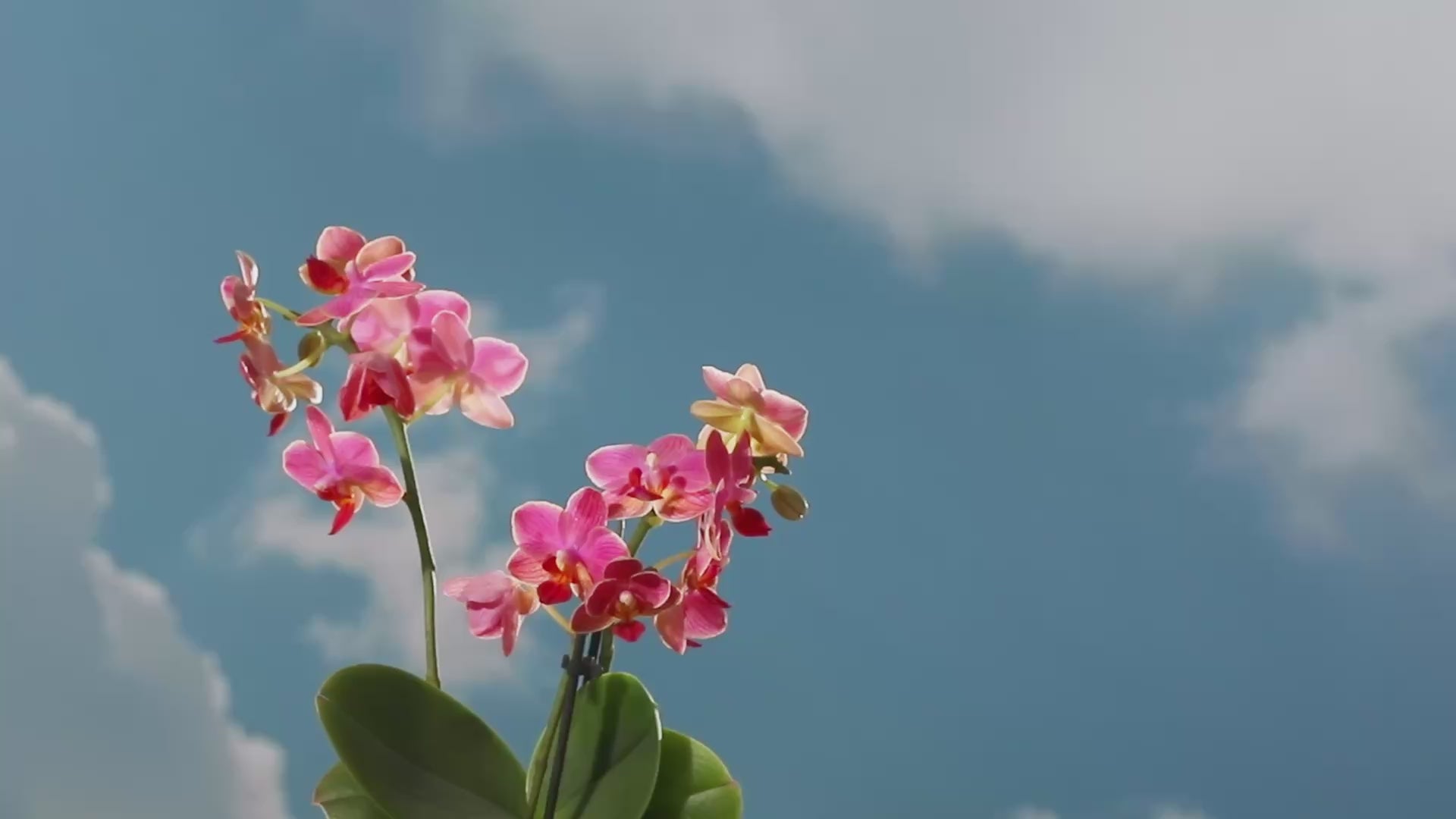 Load video: 